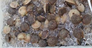 Scalloping