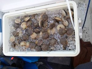 Scalloping with Capt. Duane Homosassa FL