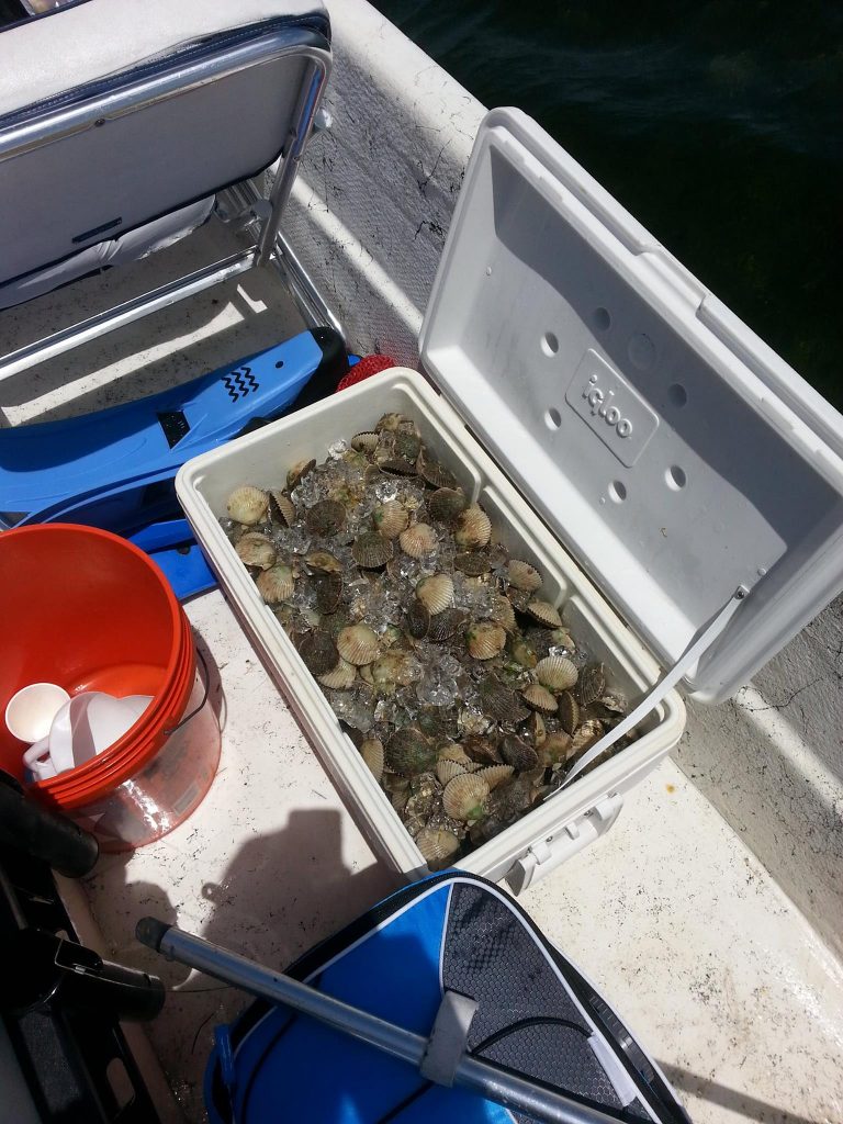 Scalloping season with Capt. Duane Homosassa Florida