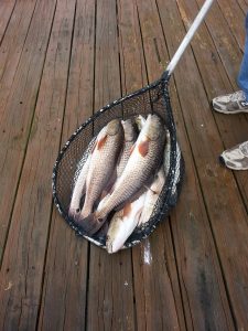 fishing charters homosassa with capt. duane