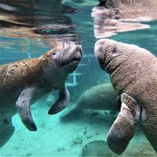 Manatee Trips