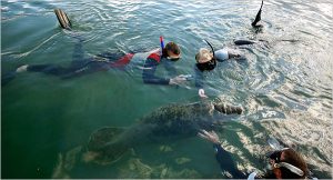 See-Manatees with Capt Duane Homosassa FL