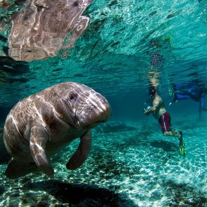 Manatee Trips