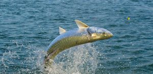 tarpon fishing