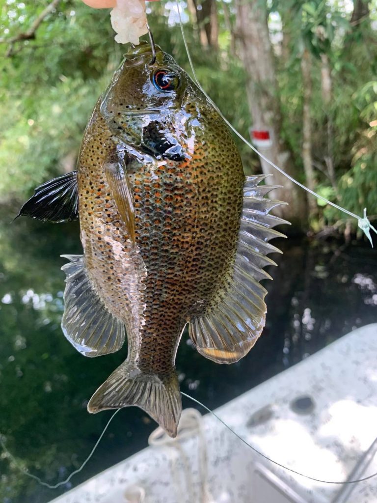 fishing time in homosassa fl